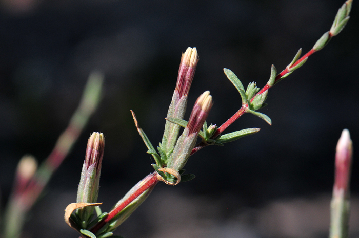 Bigelow's Bristlehead has only 4 disk flowers; note in photograph of side view of bud, 2 of the 4 flowers. Also note rough, gland-dotted phyllaries subtending flowers. Carphochaete bigelovii